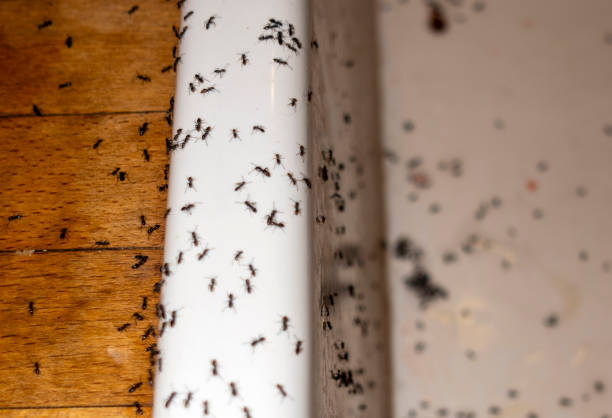 Best Emergency Pest Control  in Odon, IN