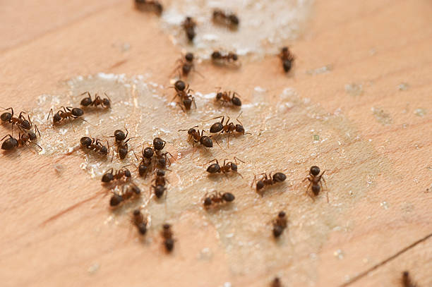 Best Best Pest Control Companies  in Odon, IN