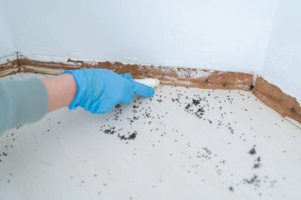 Best Mosquito Control Services  in Odon, IN